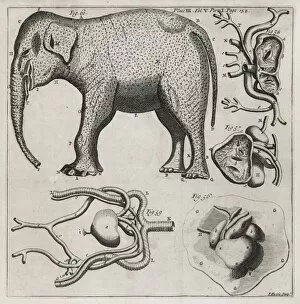 Abridged Collection: Zoological illustrations, 18th century