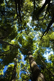 Argentina, The Lake District, Parque Nacional Lanin. Dense forested canopy in typical woodland of Argentina, The Lake District, Parque Nacional Lanin. Dense forested canopy in typical woodland of