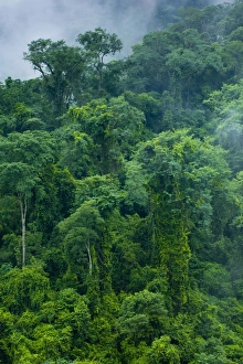 Argentina, Salta, Parque Nacional Calilegua. Dense cloud forest in the National Park near Calilegua Argentina, Salta, Parque Nacional Calilegua. Dense cloud forest in the National Park near Calilegua