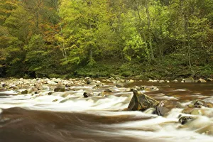 ENGLAND Northumberland Allen Banks The fast flowing waters of River Allen running through ENGLAND Northumberland Allen Banks The fast flowing waters of River Allen running through