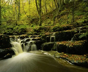 ENGLAND northumberland Briarwood banks A stream flowing through the woodland of this ENGLAND northumberland Briarwood banks A stream flowing through the woodland of this