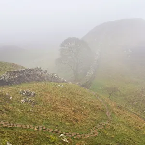 Hadrian's Wall Prints: Misty Morning at Sycamore Gap Print