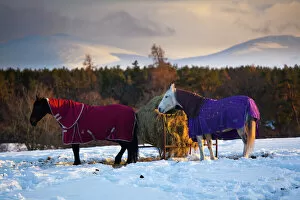 Horses Collection: Scotland, Scottish Highlands, Cairngorms National Park. Horses grazing in a winter landscape of