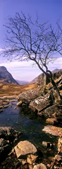SCOTLAND, Scottish highlands, Glen Coe. A lonely tree on the barren landscape of the valley SCOTLAND, Scottish highlands, Glen Coe. A lonely tree on the barren landscape of the valley