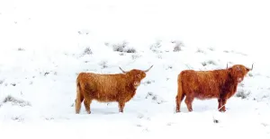 Highland Cow Prints: Highland Cattle in Winter Print, Glen Dochart, Scotland