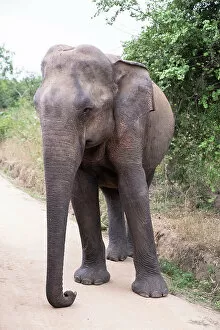 Sri Lanka Collection: Sri Lanka, Ratnapura District, Udawalawa National Park