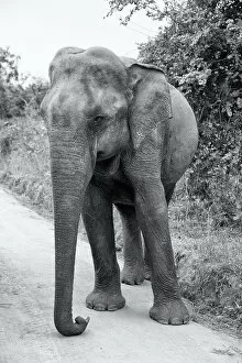 Sri Lanka Collection: Sri Lanka, Ratnapura District, Udawalawa National Park