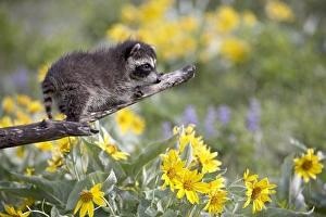 Springtime Animal Photography Prints: 27187_work
