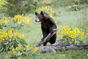 Black Bear In Captivity Prints: 27237_work
