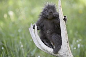 Images Dated 2nd January 2000: Baby porcupine Print on Elk Antler