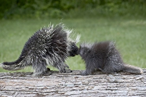 Minnesota Wildlife Images Prints: 27488_work
