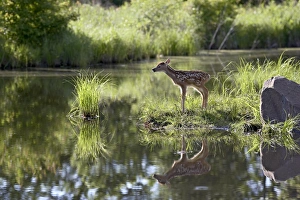 Odocoileus Virginianus Images Prints: 27507_work