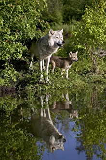 Canis Lupus Photos Prints: 27550_work
