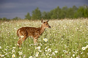 Wild Life Photography Prints: 27569_work