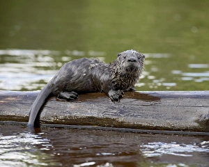 Images Dated 2nd January 2000: Captive River Otter Print