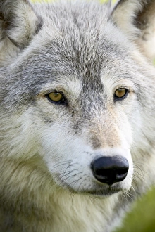 Images Dated 2nd January 2000: Gray Wolf Print in Captivity