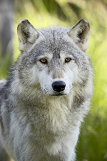 Minnesota Wildlife Images Prints: 27664_work