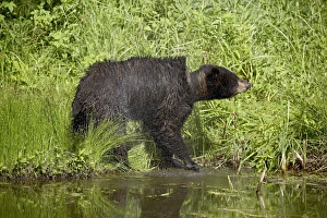 Ursus Americanus Images Prints: 27680_work