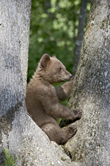 Ursus Americanus Images Prints: 27697_work