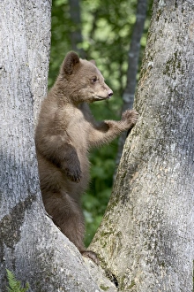 Black Bear Cub Prints: 27698_work