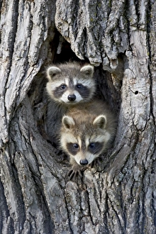 Minnesota Wildlife Images Prints: 27704_work