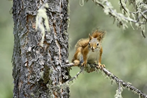 Custer State Park Prints: 27715_work