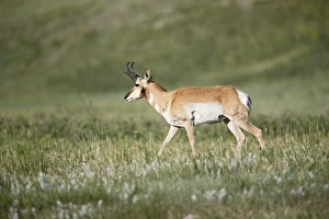 Natural World Photography USA Prints: 27718_work