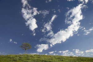 Custer State Park Prints: 27748_work
