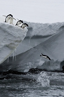 Bird Prints: Adelie Penguins Print, Port Martin Antarctica