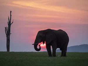 An adult African bush elephant (Loxodonta africana) at sunset on the shoreline of Lake An adult African bush elephant (Loxodonta africana) at sunset on the shoreline of Lake