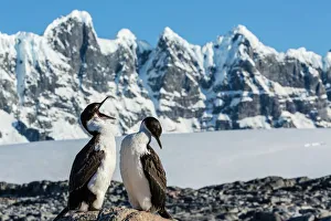 Adult Antarctic shag (Phalacrocorax (atriceps) bransfieldensi) with chick, Jougla Point, Port Lockroy, Antarctica Adult Antarctic shag (Phalacrocorax (atriceps) bransfieldensi) with chick, Jougla Point, Port Lockroy, Antarctica
