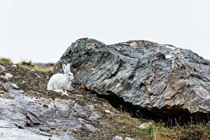 Adult Arctic hare (Lepus arcticus), Blomsterbugten (Flower Bay), Kong Oscar Fjord, Northeast Greenland, Polar Regions Adult Arctic hare (Lepus arcticus), Blomsterbugten (Flower Bay), Kong Oscar Fjord, Northeast Greenland, Polar Regions