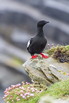 Adult black guillemot (Cepphus grylle) on Sumburgh Head, Mainland Island, Shetland Isles Adult black guillemot (Cepphus grylle) on Sumburgh Head, Mainland Island, Shetland Isles