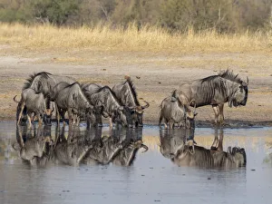 Adult common wildebeest (Connochaetes taurinus), drinking near the Lukosi River Adult common wildebeest (Connochaetes taurinus), drinking near the Lukosi River