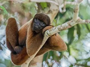 An adult common woolly monkey (Lagothrix lagothricha), in the trees along the Yarapa An adult common woolly monkey (Lagothrix lagothricha), in the trees along the Yarapa