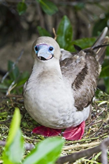 Adult dark morph red-footed booby (Sula sula), Genovesa Island, Galapagos Islands, Ecuador, South America Adult dark morph red-footed booby (Sula sula), Genovesa Island, Galapagos Islands, Ecuador, South America