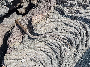 Images Dated 14th September 2023: An adult Galapagos racer (Pseudalsophis biserialis), on pahoehoe lava on Fernandina Island