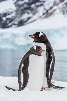 Adult gentoo penguins (Pygoscelis papua), Neko Harbor, Antarctica, Southern Ocean, Polar Regions Adult gentoo penguins (Pygoscelis papua), Neko Harbor, Antarctica, Southern Ocean, Polar Regions