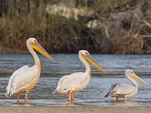 Adult great white pelicans (Pelecanus onocrotalus), on the Zambezi River, Mosi-oa-Tunya Adult great white pelicans (Pelecanus onocrotalus), on the Zambezi River, Mosi-oa-Tunya