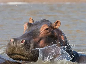 Adult hippopotamus (Hippopotamus amphibius), bathing in Lake Kariba, Zimbabwe, Africa Adult hippopotamus (Hippopotamus amphibius), bathing in Lake Kariba, Zimbabwe, Africa