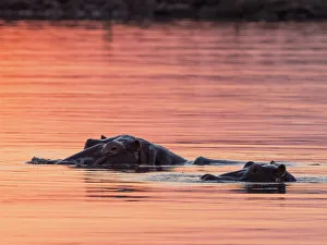Adult hippopotamusus (Hippopotamus amphibius), bathing at sunset in Lake Kariba, Zimbabwe Adult hippopotamusus (Hippopotamus amphibius), bathing at sunset in Lake Kariba, Zimbabwe