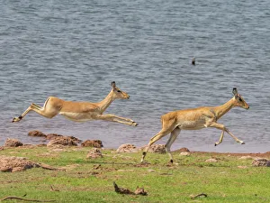 Adult impalas (Aepyceros melampus), running along the shoreline of Lake Kariba, Zimbabwe Adult impalas (Aepyceros melampus), running along the shoreline of Lake Kariba, Zimbabwe
