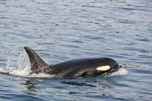 Images Dated 14th May 2015: An adult killer whale (Orcinus orca) surfacing in Glacier Bay National Park, Southeast Alaska
