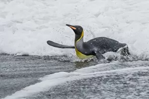Images Dated 27th February 2015: Adult king penguin (Aptenodytes patagonicus) returning from sea at St. Andrews Bay