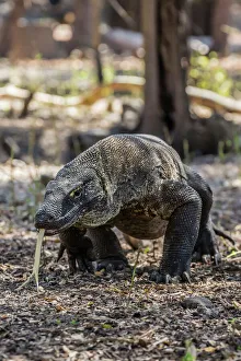 Adult Komodo dragon (Varanus komodoensis) in Komodo National Park, Komodo Island Adult Komodo dragon (Varanus komodoensis) in Komodo National Park, Komodo Island