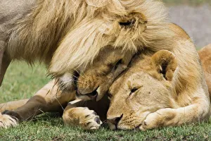 Adult male lion (Panthera leo) greeting his son, Serengeti National Park Adult male lion (Panthera leo) greeting his son, Serengeti National Park