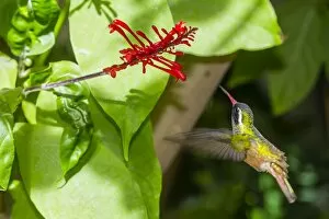 Images Dated 30th December 2015: Adult male Xantuss hummingbird (Hylocharis xantusii), Todos Santos, Baja California Sur