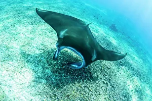 An adult manta ray (Manta birostris) at Makaser, Komodo National Park, Flores Sea An adult manta ray (Manta birostris) at Makaser, Komodo National Park, Flores Sea
