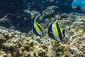 Adult Moorish idols (Zanclus cornutus), Batu Bolong Island, Komodo Island National Park Adult Moorish idols (Zanclus cornutus), Batu Bolong Island, Komodo Island National Park