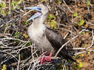 Images Dated 14th September 2023: An adult red-footed booby (Sula sula), at Punta Pitt, San Cristobal Island, Galapagos Islands